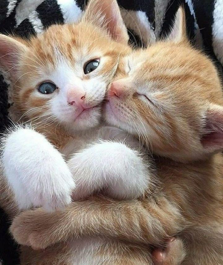 CatPopX😺 tweet media