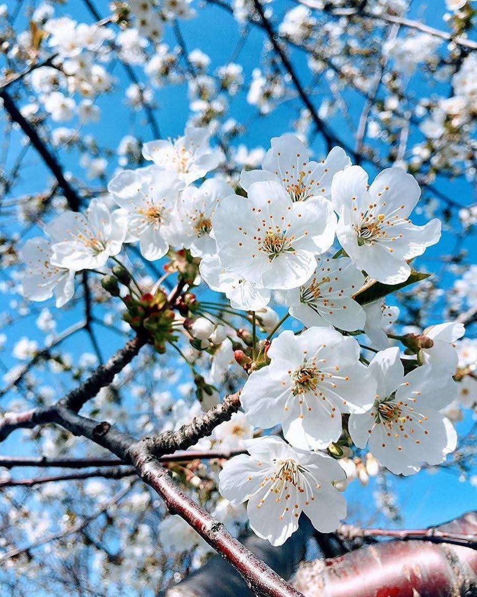 catfan57200's tweet photo. Le monde s'est couvert de fleurs, lorsque nous nous sommes rencontrés -
Thomas Hood https://t.co/dHkWlaM9ZD