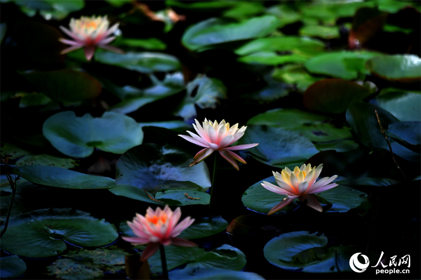 BeautyJiangxi's tweet photo. Beautiful Jiangxi: At Aixi Lake Wetland Park, summer is in full bloom as lotus flowers and water lilies blanket the lake in vibrant colors. Swaying lotus blossoms, emerald-green leaves and tranquil waters create a picturesque scene, drawing visitors to enjoy the refreshing lakeside scenery and the serene beauty of the season.