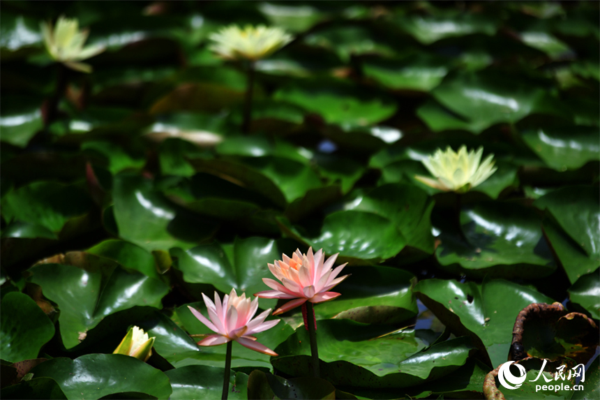 BeautyJiangxi's tweet photo. Beautiful Jiangxi: At Aixi Lake Wetland Park, summer is in full bloom as lotus flowers and water lilies blanket the lake in vibrant colors. Swaying lotus blossoms, emerald-green leaves and tranquil waters create a picturesque scene, drawing visitors to enjoy the refreshing lakeside scenery and the serene beauty of the season.