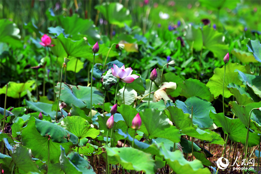 BeautyJiangxi's tweet photo. Beautiful Jiangxi: At Aixi Lake Wetland Park, summer is in full bloom as lotus flowers and water lilies blanket the lake in vibrant colors. Swaying lotus blossoms, emerald-green leaves and tranquil waters create a picturesque scene, drawing visitors to enjoy the refreshing lakeside scenery and the serene beauty of the season.