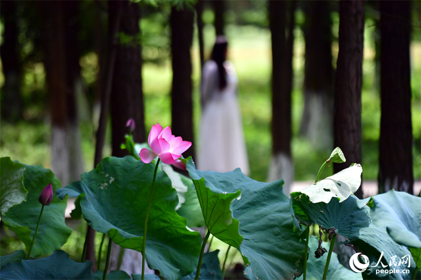 BeautyJiangxi's tweet photo. Beautiful Jiangxi: At Aixi Lake Wetland Park, summer is in full bloom as lotus flowers and water lilies blanket the lake in vibrant colors. Swaying lotus blossoms, emerald-green leaves and tranquil waters create a picturesque scene, drawing visitors to enjoy the refreshing lakeside scenery and the serene beauty of the season.