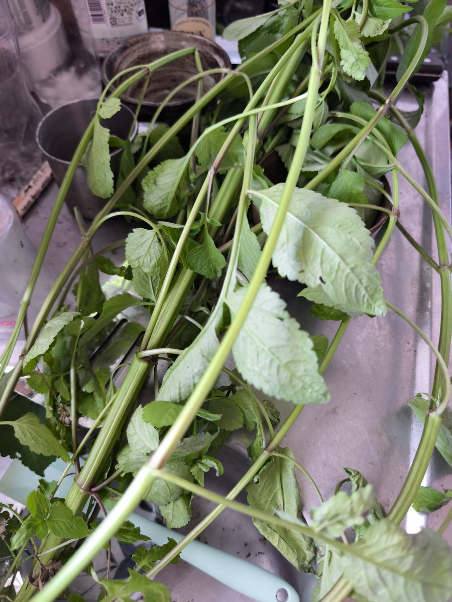 shisoha's tweet photo. 今日のなんか生えてたやつ
何回か絞らないとダメだアクが強烈w
 #センダングサ (ひっつき虫 https://t.co/SRUvuuSngp
