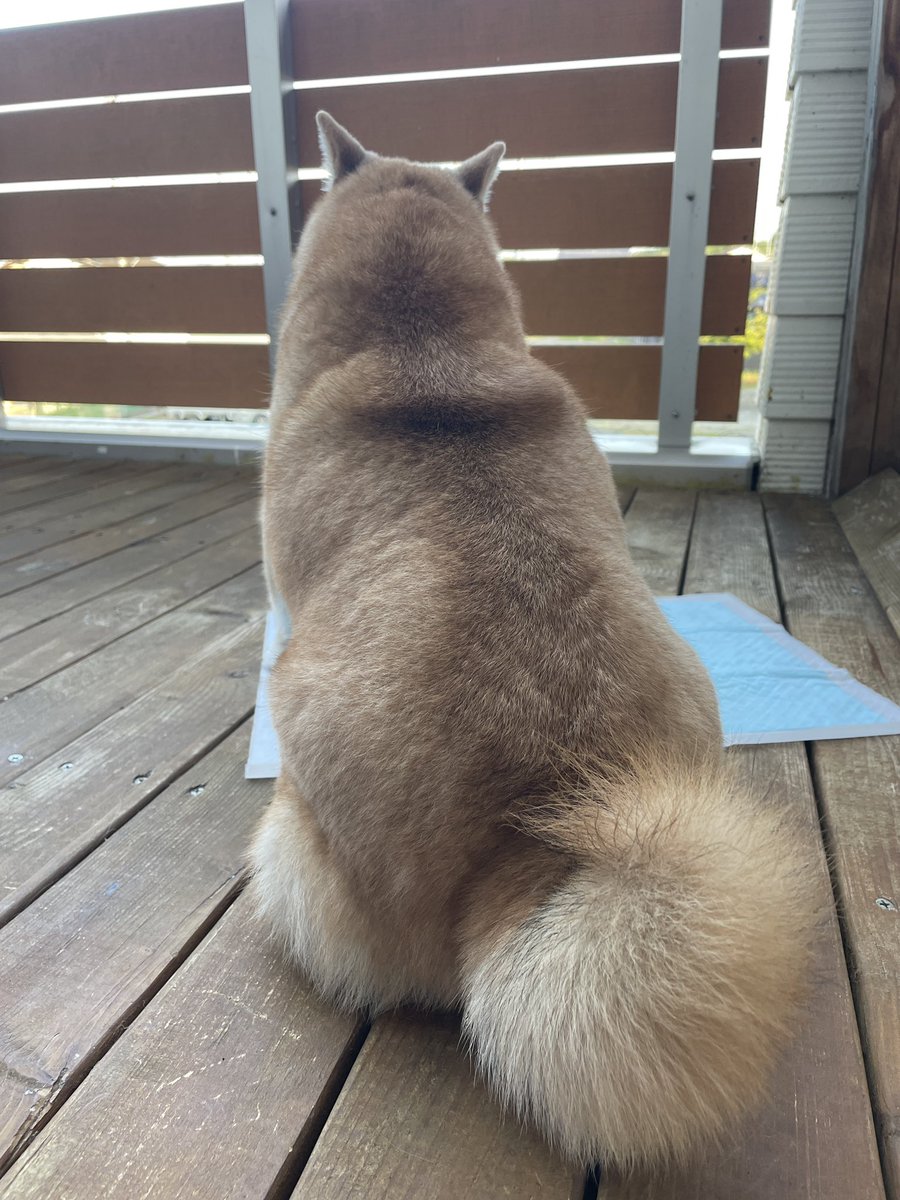 lovesurf19's tweet photo. あごのせ。
もっちり。

お昼です。 https://t.co/XtZZ3BfdTJ