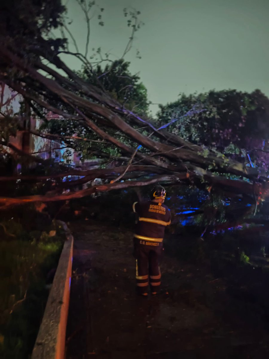 Bomberos_CDMX's tweet photo. @AlcaldiaMHmx @JefeVulcanoCova @BJAlcaldia @TuAlcaldiaGAM @Alc_Iztapalapa @AlcaldiaAO @cuajimalpa_gob @Alcaldia_Coy Acudimos a retirar un árbol de aproximadamente 25 m de largo que se desprendió desde la raíz, en la colonia Chimalcoyoc , en @TlalpanAl
#Laborando
@JefeVulcanoCova https://t.co/dMjdrQeyJu