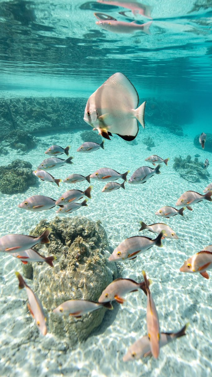 _Naturaee's tweet photo. Ocean paradise https://t.co/dkUJ2ntI2i