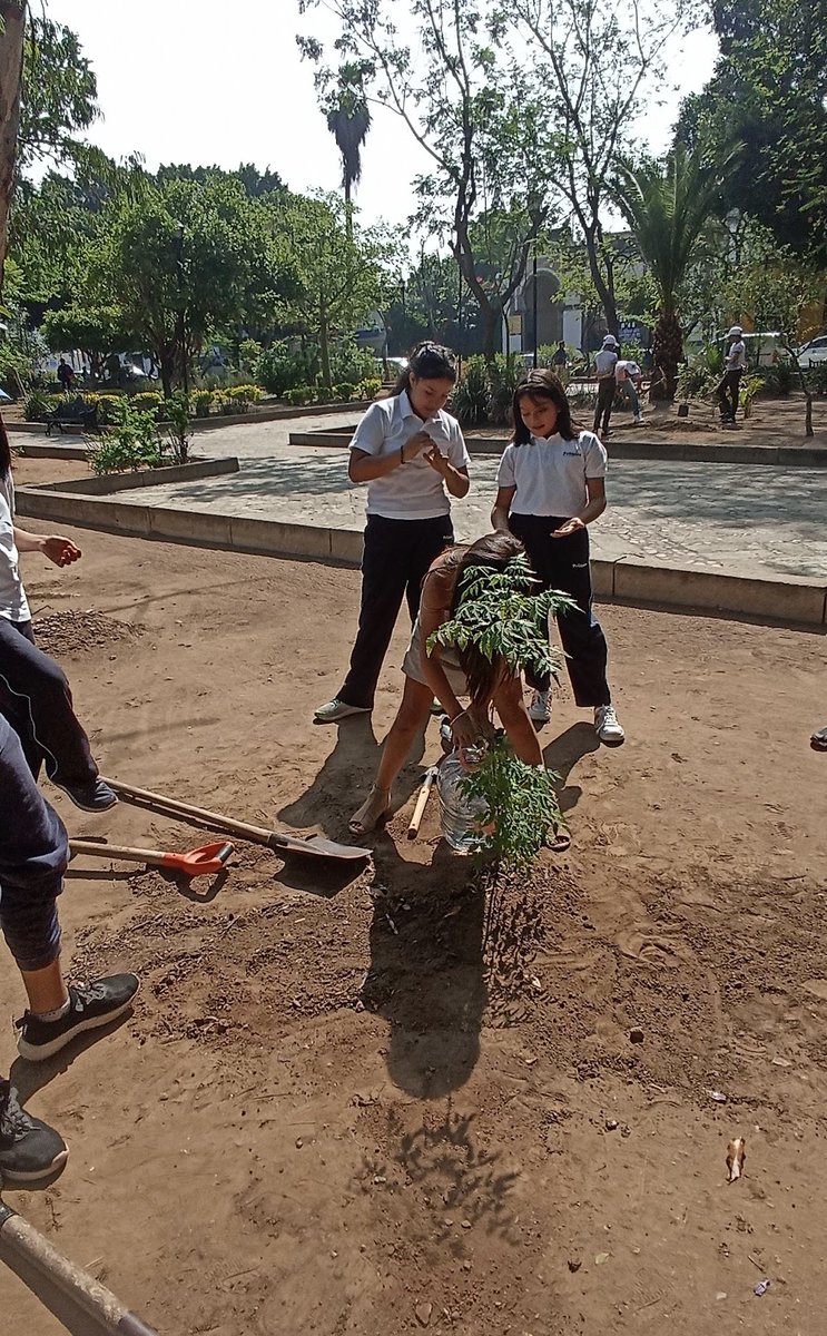 chumbert1's tweet photo. Propongo la siembra de árboles y vegetación (incluso junto con el criadero de colibrís). Calistenia o áreas de ejercicios está el Polideportivo a 500 metros de ahí, además hay ya áreas de juegos para niños, incluso los fines de semana ponen brincolines. Lo que se debe recuperar o rescatar es uno de los pulmones más importantes de la ciudad. Incluso hay árboles catalogados como el Cedro Blanco que fue obsequiado por la comunidad de Palo Alto, California en 1964, mismo que lo han dejado secar.