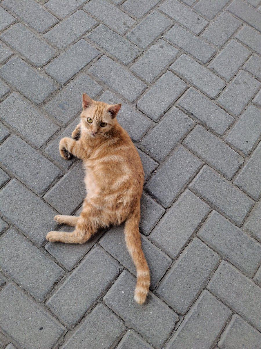 zoetesoja's tweet photo. si oyen motif bolu kukus wkwk https://t.co/xk9XsTZzBO