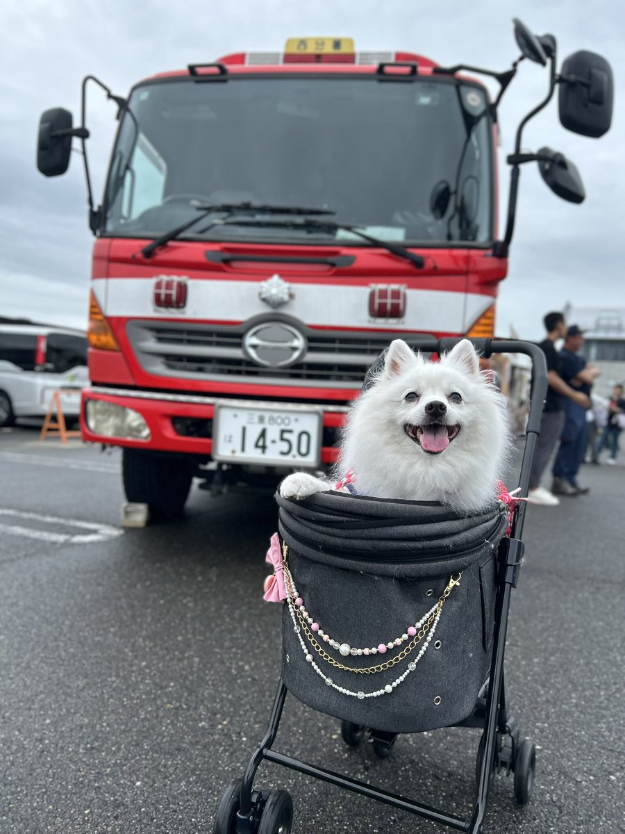 glasssunflower's tweet photo. 2026.6.28
詩とお出掛け❤️
お客さんわんこと遭遇♪ https://t.co/RbXpNArCOD