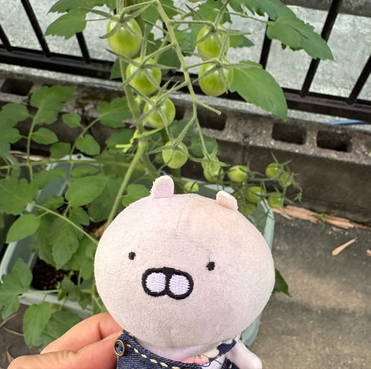 Mi3tds8202Eight's tweet photo. ���ててるトマト🍅ときゅうり🥒
トマトが赤くなってくれない😓 https://t.co/gkeUCdFpeo
