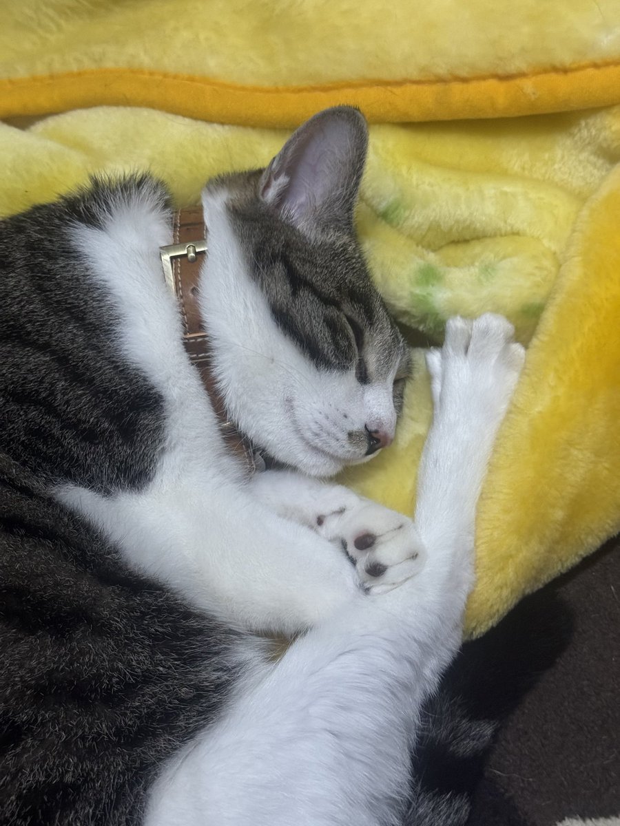 chiakikai373's tweet photo. グローグーの実物大欲しいけど高いし、ウチのタルるートグーが悪さしそうで笑 https://t.co/CwpEaoTBa9