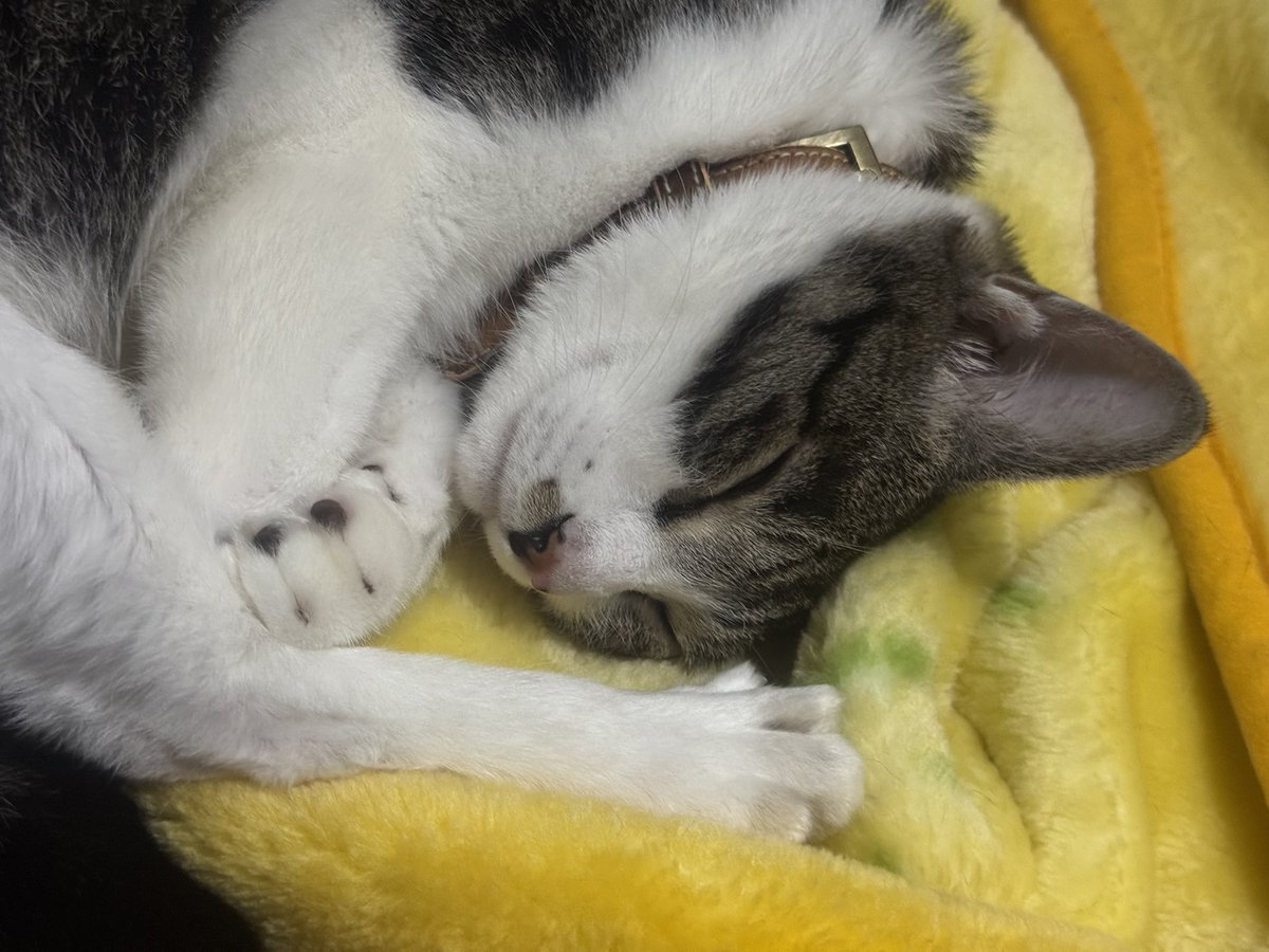chiakikai373's tweet photo. グローグーの実物大欲しいけど高いし、ウチのタルるートグーが悪さしそうで笑 https://t.co/CwpEaoTBa9