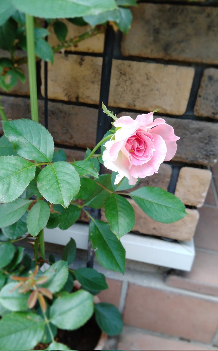 talesofrose's tweet photo. 今朝また一つほころび始めたマチルダ💖とても可憐です✨ https://t.co/OdsvVXnyGY