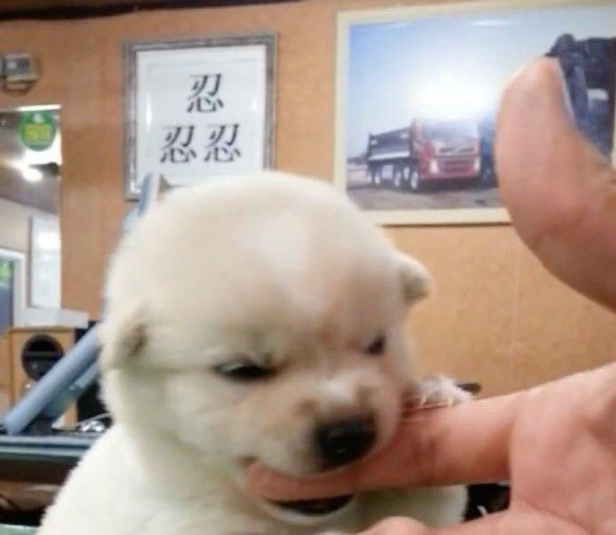 pseudo_puppy's tweet photo. you didnt give me a treat. look what i must resort to. GIVE ME TREAT NOWWWWWWWWWW!!!!!!!! https://t.co/iJBBrcGRFP