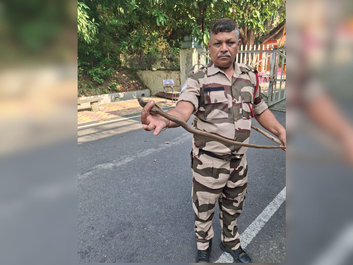 CISFHQrs's tweet photo. CISF Personnel Safely Rescued Seven Cobra Snakes

Demonstrating remarkable courage and professionalism, HC/Fire Chandra Kumar Shukla of CISF Unit DVC Maithon safely rescued seven cobra snakes from a DVC employee's residential quarter, ensuring the safety of the residents while handling the reptiles with utmost care.

Reflecting CISF's commitment to public safety and environmental conservation, all seven cobras were rescued unharmed and safely released into their natural habitat.

#snakerescue #cobrarescue #wildlifeconservation #environmentalconservation #maithon #jharkhand #natureconservation #NationFirst

@HMOIndia 
@mygovindia 
@PIB_India
@moefcc 
@CISFEast
