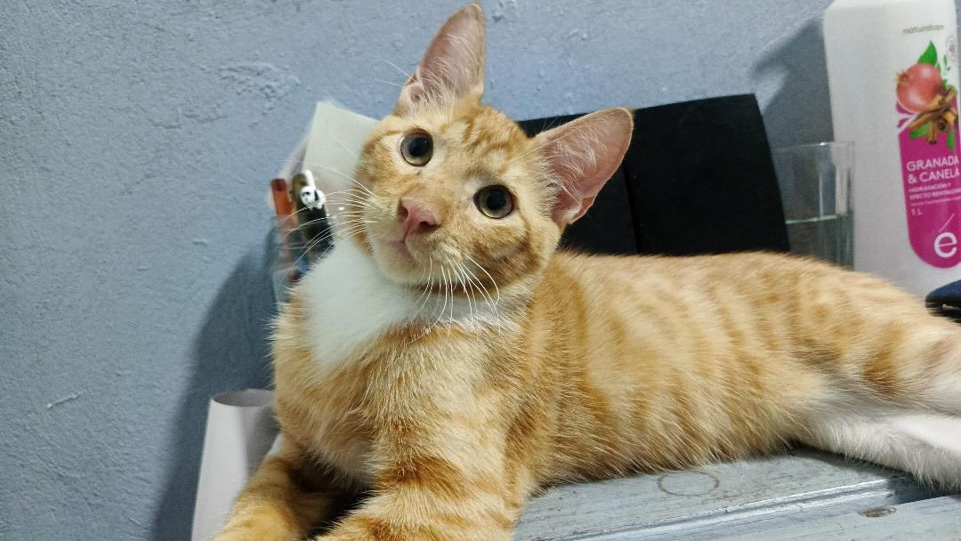AlertaMePerdi's tweet photo. #PERDIDO #GUAYAQUIL
Nombre: #Randy
Fecha: 2026-07-06
Sector: las orquídeas / Vergeles Mz 153 
Sexo: Macho
Raza: Mestizo
Obsv: Gato anaranjado con patitas traseras blancas y una leve mancha negra en su hombro derecho
Contacto: 0992412127
¡Ayúdalo a volver 
 #AlertaMePerdí https://t.co/nr7WI8VjTB