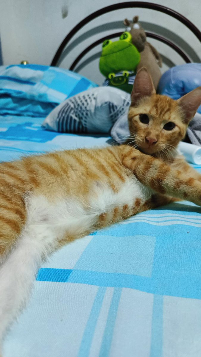 AlertaMePerdi's tweet photo. #PERDIDO #GUAYAQUIL
Nombre: #Randy
Fecha: 2026-07-06
Sector: las orquídeas / Vergeles Mz 153 
Sexo: Macho
Raza: Mestizo
Obsv: Gato anaranjado con patitas traseras blancas y una leve mancha negra en su hombro derecho
Contacto: 0992412127
¡Ayúdalo a volver 
 #AlertaMePerdí https://t.co/nr7WI8VjTB