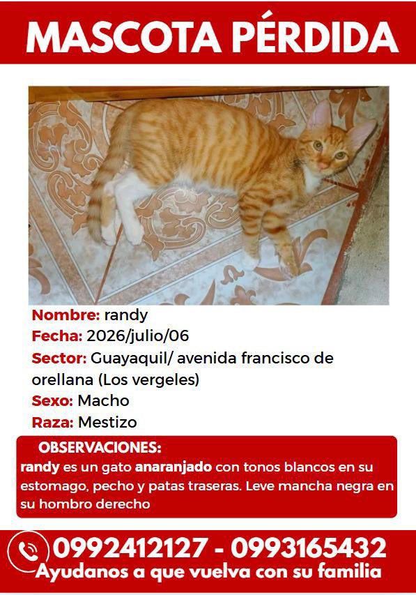 AlertaMePerdi's tweet photo. #PERDIDO #GUAYAQUIL
Nombre: #Randy
Fecha: 2026-07-06
Sector: las orquídeas / Vergeles Mz 153 
Sexo: Macho
Raza: Mestizo
Obsv: Gato anaranjado con patitas traseras blancas y una leve mancha negra en su hombro derecho
Contacto: 0992412127
¡Ayúdalo a volver 
 #AlertaMePerdí https://t.co/nr7WI8VjTB