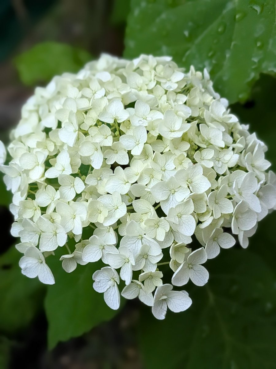 petitys's tweet photo. 久しぶりにパラっと雨が降って紫陽花は喜んでいる(気がする) https://t.co/bZicpHIbTl