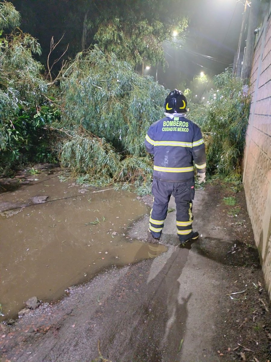 Bomberos_CDMX's tweet photo. @AlcaldiaMHmx @JefeVulcanoCova @BJAlcaldia @TuAlcaldiaGAM @Alc_Iztapalapa @AlcaldiaAO @cuajimalpa_gob @Alcaldia_Coy @TlalpanAl Acudimos a retirar un árbol de aproximadamente 25 m de largo que se desprendió desde la raíz, en la colonia Jardínes del Llano, en @TlahuacRenace
#Laborando
@JefeVulcanoCova https://t.co/iPdBJa53vt