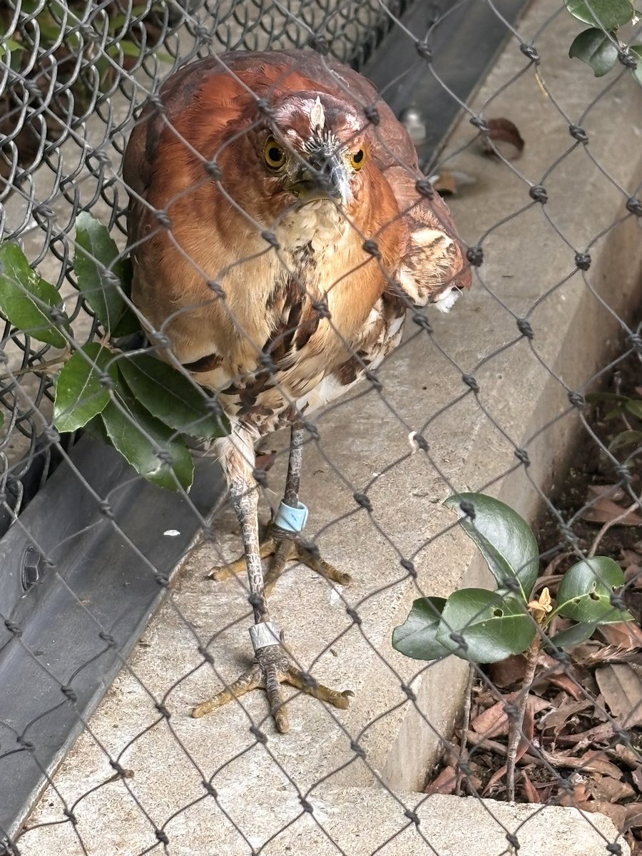 Flextime_10's tweet photo. 今朝のミゾゴイ
#上野動物園 https://t.co/BS8Vv7wUdq