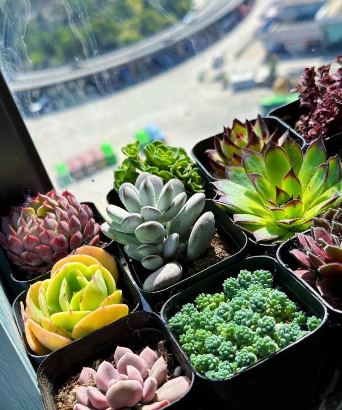 MagnifiqueChers's tweet photo. Your desk is your workspace—small tweaks make big vibes  Add a potted succulent and a cute notebook, and suddenly, even Monday mornings feel doable. https://t.co/ByJDdVLZ4X