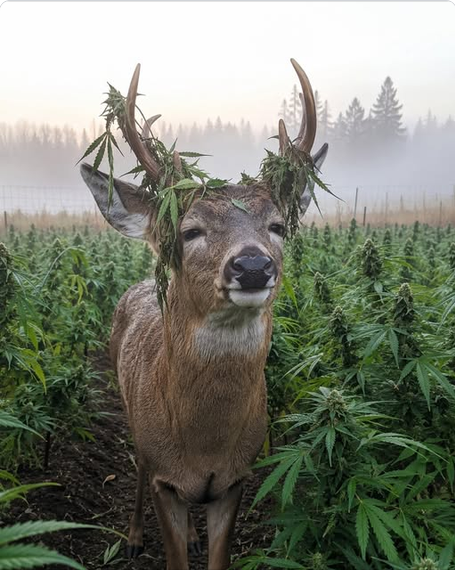 CDNSeedBank's tweet photo. Good Morning!
https://t.co/XOtNCSCKMk https://t.co/76HDomAUCe