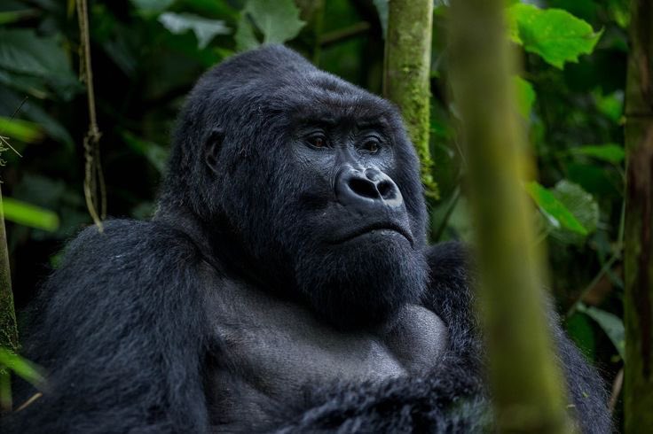 akasu5598's tweet photo. Good morning from Uganda the pearl of Africa 
#VisitUganda
#ExploreUganda https://t.co/oWzYF2j4gH