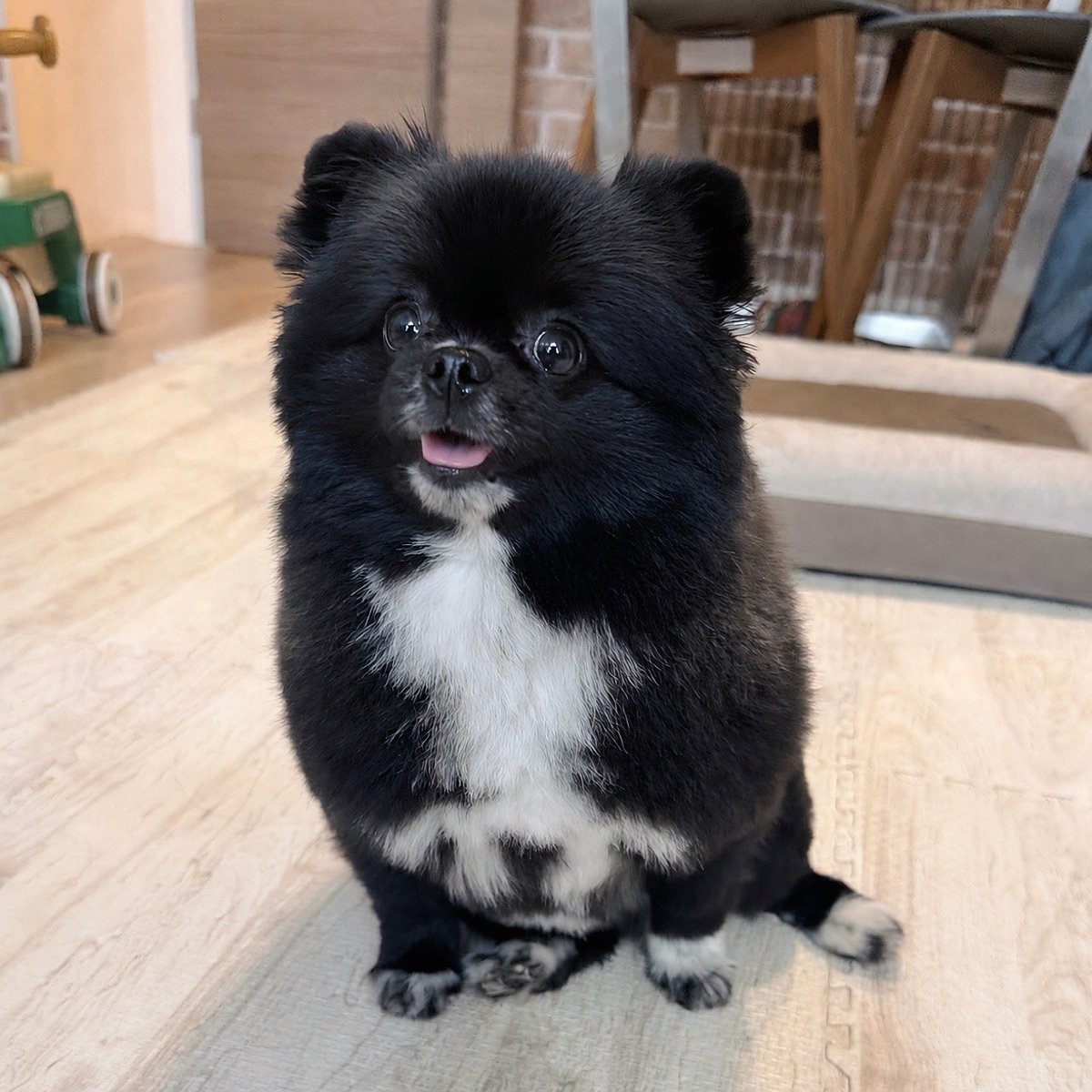 kutsu_shigatanu's tweet photo. 散歩終わったし、このあとまったりするつもりだったのに、「ドッグラン行こうか〜」って聞こえてきてこの顔。 https://t.co/IC13w5Hh3m
