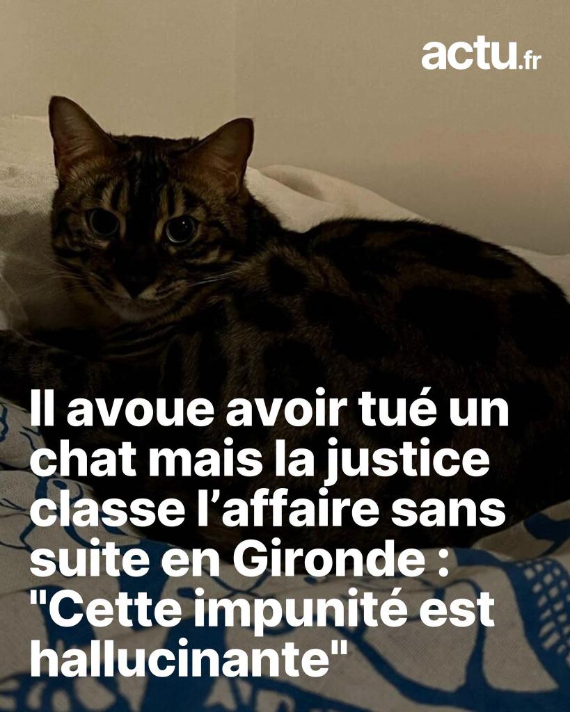 AdeaClaude's tweet photo. Affaire classée sans suite alors que la loi stipule 3 ans ferme et 45000 € d'amende, c'est tout simplement inadmissible 😡😡😡

Il avoue avoir tué un chat mais la justice classe l’affaire sans suite en Gironde : "Cette impunité est hallucinante"
➡️ https://t.co/osJFad5sls https://t.co/f0gzQdimvc