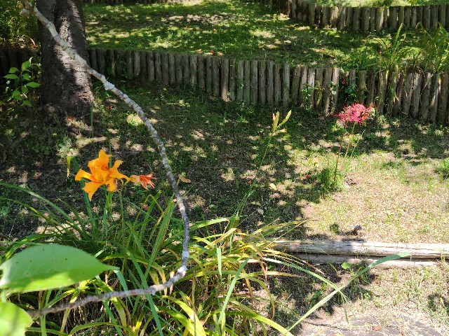 jn0219's tweet photo. ヒガンバナ見っけ！
#宇治市植物公園 https://t.co/25u7HchFSl