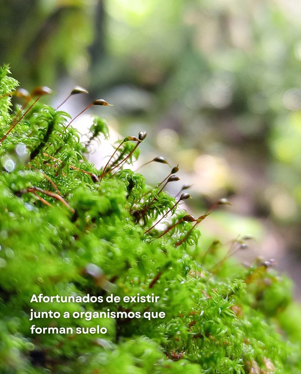 don_helecho's tweet photo. Afortunados de existir al mismo tiempo que los musgos. https://t.co/76l9qFlya6
