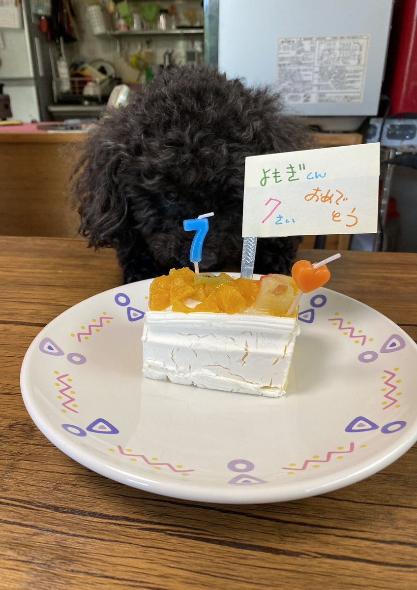 sakae0124's tweet photo. よもぎ君７歳おめでとう㊗️🎊 https://t.co/SXp4CuOm8N