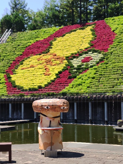 jn0219's tweet photo. いつものシイタケしい太郎と一緒に。しい太郎も暑そう。
#宇治市植物公園 https://t.co/H9Nfctavdh