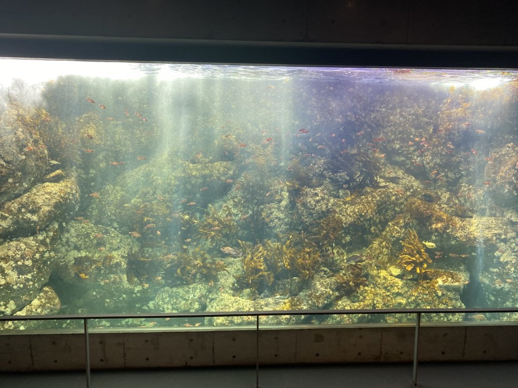 syuri531's tweet photo. 来るたびに魚増えてて楽しいです。
こんな大きくて複雑な水槽でギンポなんか見つけられるのかな？笑 https://t.co/XnOYHrxHb5