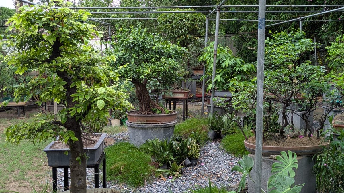 IBA_Bonsai's tweet photo. Bonsai garden of Dr Ahuja
#bonsai #bonsaitree #bonsailove #bonsaiart #bonsailife https://t.co/sQRDixgEWK