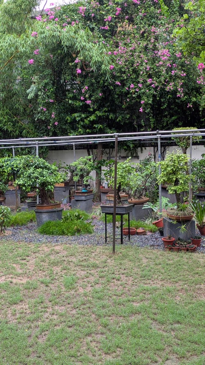IBA_Bonsai's tweet photo. Bonsai garden of Dr Ahuja
#bonsai #bonsaitree #bonsailove #bonsaiart #bonsailife https://t.co/sQRDixgEWK
