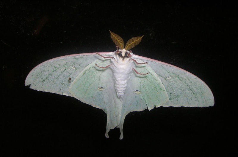 motheinsect's tweet photo. coming at you looking like this https://t.co/GhwoWyqdi8