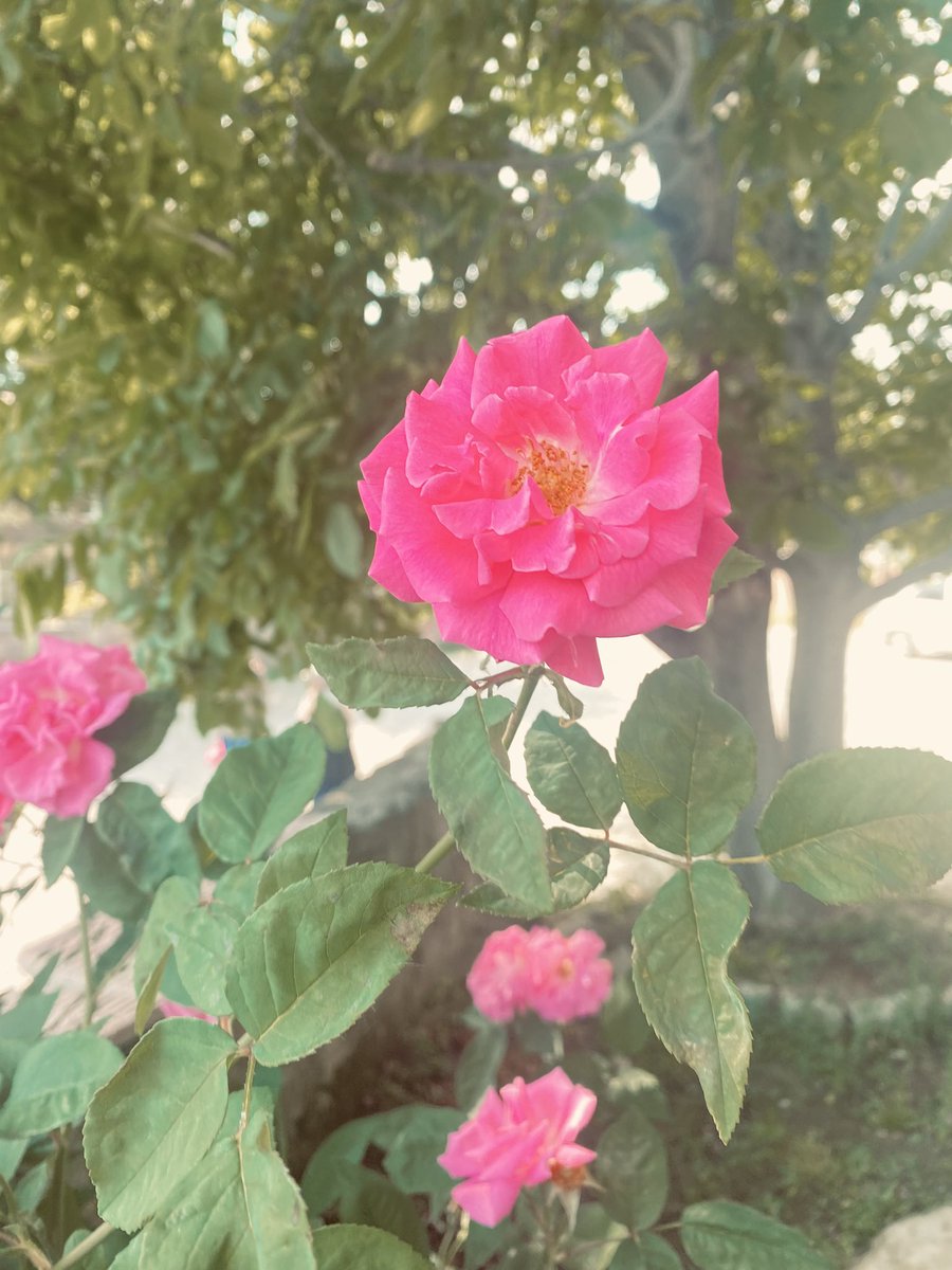 semra_ceker's tweet photo. En güzel İnsan; 
Ahlaklı, 
Saygılı, 
Sevgi yüklü olandır... 
                     Günaydın https://t.co/ZngctxNrW4