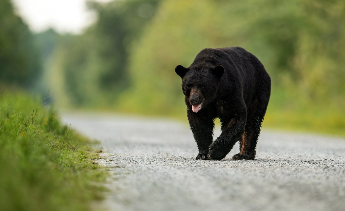 WVExplorer's tweet photo. Have you noticed more black bears showing up on your Facebook feed this summer? According to the state's lead black bear biologist, one of the biggest changes isn't necessarily the bears. https://t.co/TfDCh42aZZ #blackbear #westvirginia #wvexplorer #almostheaven https://t.co/9408wJ5XpW