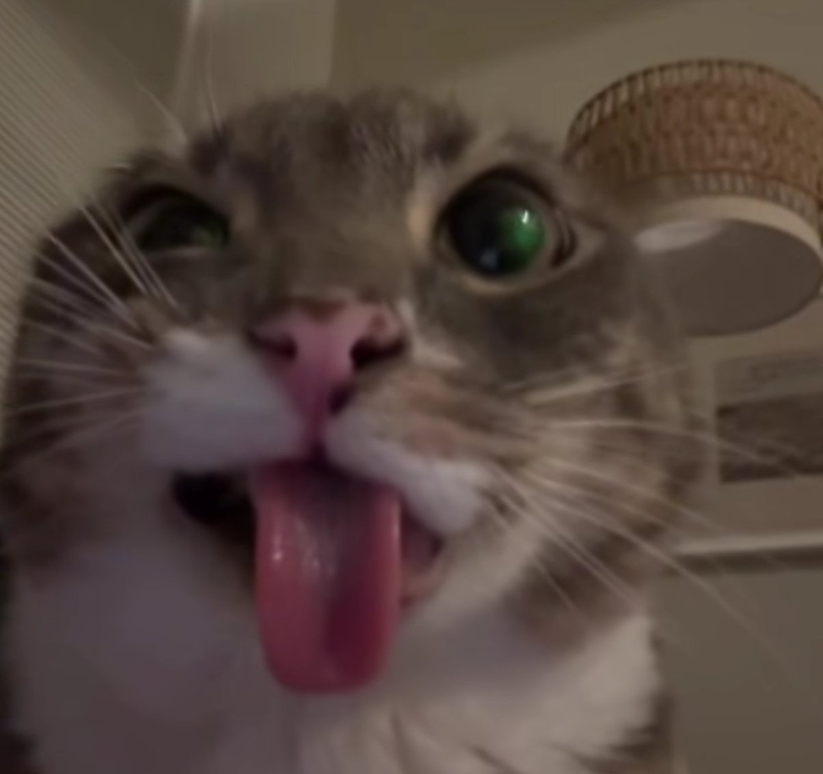 𝙍𝙞𝙙𝙞𝙣' 𝙇𝙤𝙬 𝙄𝙣 𝙈𝙚𝙢𝙥𝙝𝙞𝙨 tweet media