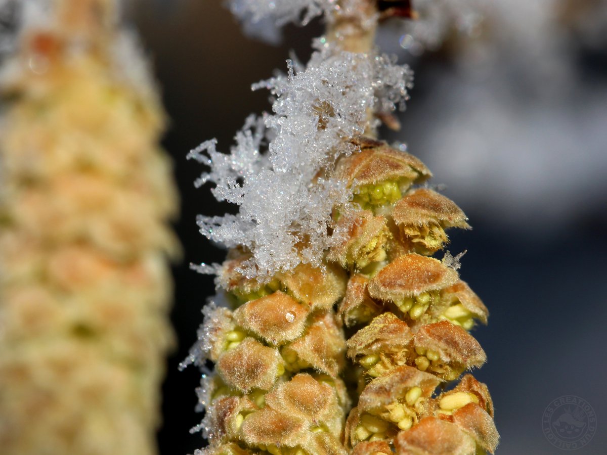 CaillouCreatif's tweet photo. Un gros plan sur des chatons de noisetier décorés de flocons de neige 😊 ! C'est chouette de pouvoir trouver des fleurs par ce froid... Aussi particulières soient elles 😆.
#photo #Photobyme #dailyart #art #Macro #winter #ice #cold #snow #nature #catkins #flowers #jeudiphoto https://t.co/6PUeGOrcku
