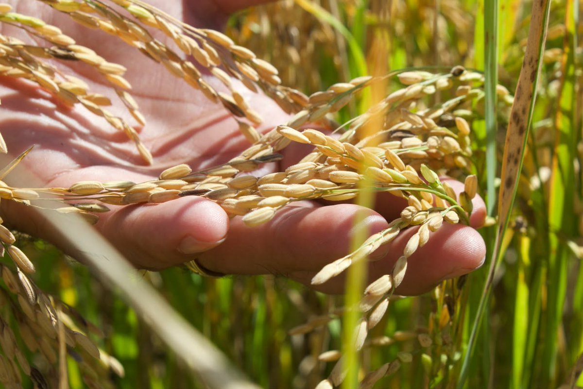columbalopezg's tweet photo. Siempre es un gusto abrir las puertas de la Secretaría de @Agricultura_mex para encontrarnos, dialogar y construir con quienes comparten el compromiso de mejorar la vida de las y los mexicanos.

Agradezco la visita del equipo encabezado por la secretaria @rosauraRuiz4, el secretario @DKershenobich, el titular de @COFEPRIS , Víctor Hugo Borja Aburto, y el rector de @lauammx, Gustavo Pacheco López, con quienes sostuvimos una fructífera reunión. Seguimos construyendo puentes para impulsar una agenda de alimentos funcionales que reúna la riqueza de nuestros cultivos con el conocimiento científico, porque una mejor alimentación también es una forma de cuidar la salud de todas y todos.

#TransformandoElCampoMexicano