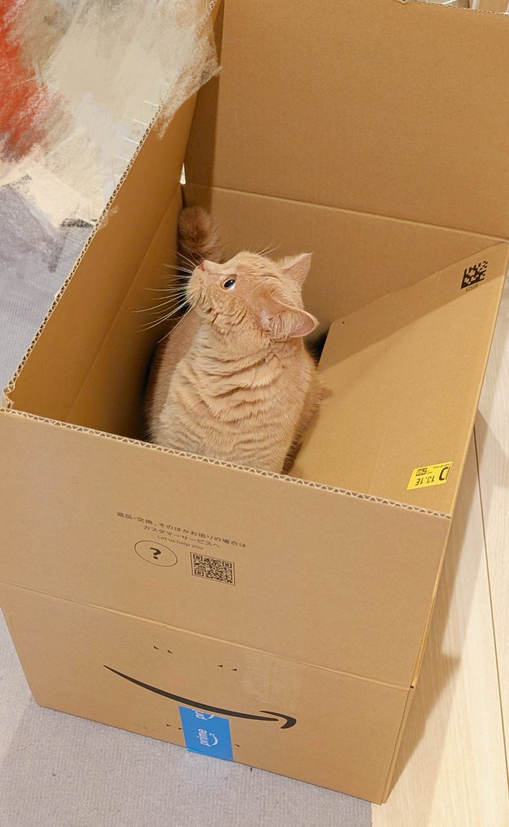 ysbsyu's tweet photo. ほんまに段ボールん中入るんやなあってなる。し、そんなクソ狭段ボールでもとりま入ってみたくなるんやなーって
🔻角に尻尾沿わせてるとこ推せる🫶🏻🩷🩷
#ねこかわいいね #猫のいる暮らし #CatsOfTwitter https://t.co/tAgb2EYaal