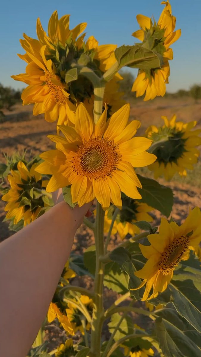 Solara786's tweet photo. Sunflower 🌻 https://t.co/wQMThxdQ6x
