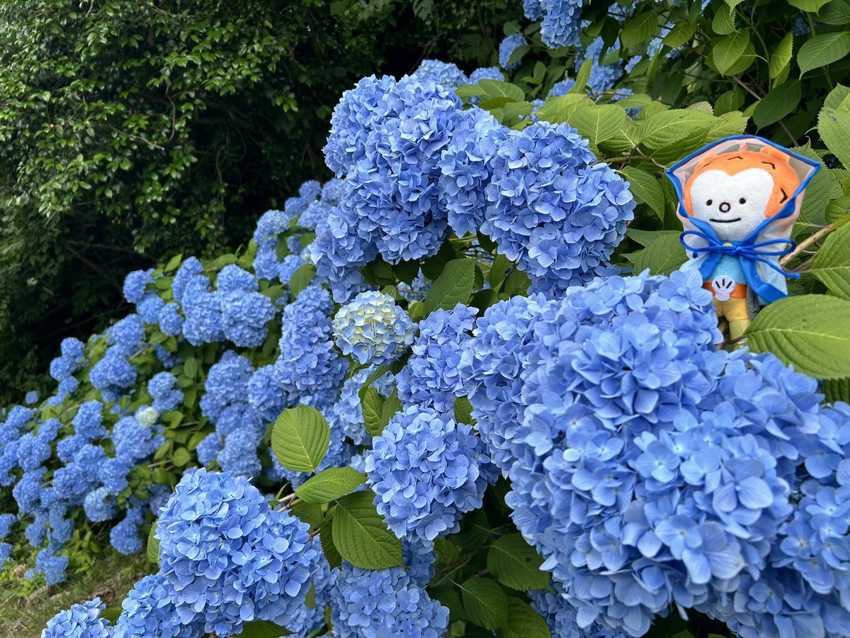 ___hoya48's tweet photo. お昼ごはんのあとは
紫陽花を見に赤坂公衆園へ👀🩵

思ってたよりいっぱい.ᐟ.ᐟ

もこもこ咲いてて綺麗だった🤩
ぽゃ、梅雨の装いVer.です☂️ https://t.co/ylkNLA1Xm2