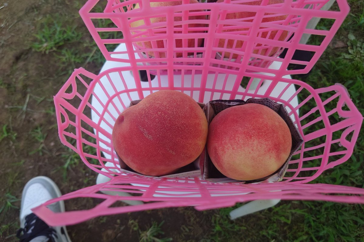 magunchu's tweet photo. クイズ！北出を探せ！！💛😆
もも狩りにて🍑（中級） https://t.co/UihvIwU7i7