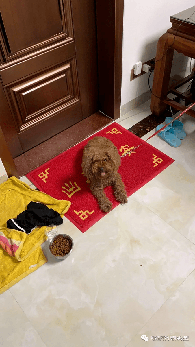 vendettax91's tweet photo. My little rescue pup grew 3 inches in 2 months and just learned to fetch his first ball—my heart’s so full https://t.co/Gx9JGwNDQE