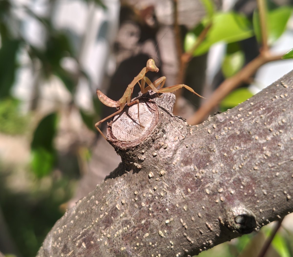 CV75z5's tweet photo. 何気に今年初のカマキリ発見
友達に見つけてもらった子は居たけどね https://t.co/QKhFlZZV7y