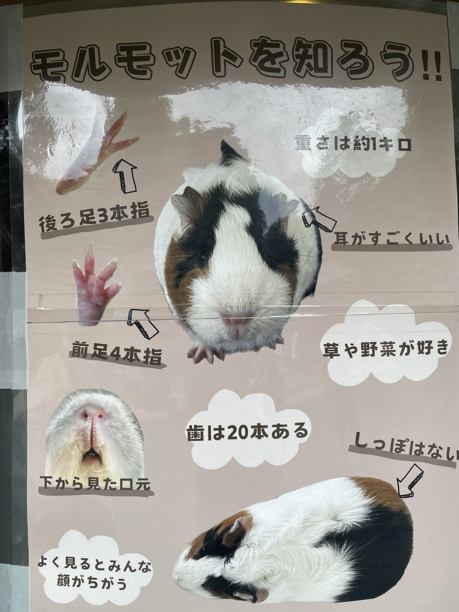 _kodomoto_'s tweet photo. 野毛山動物園のふれあいコーナー、事前予約で参加できますよ！
ふれあえる時間は短いけど、やっぱりふれられるっていいですよね😊

#横浜市
#無料スポット
#動物🐱 https://t.co/xINLZybLUU